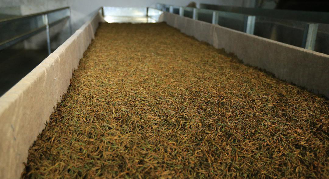 芽孢发酵 芽孢发酵