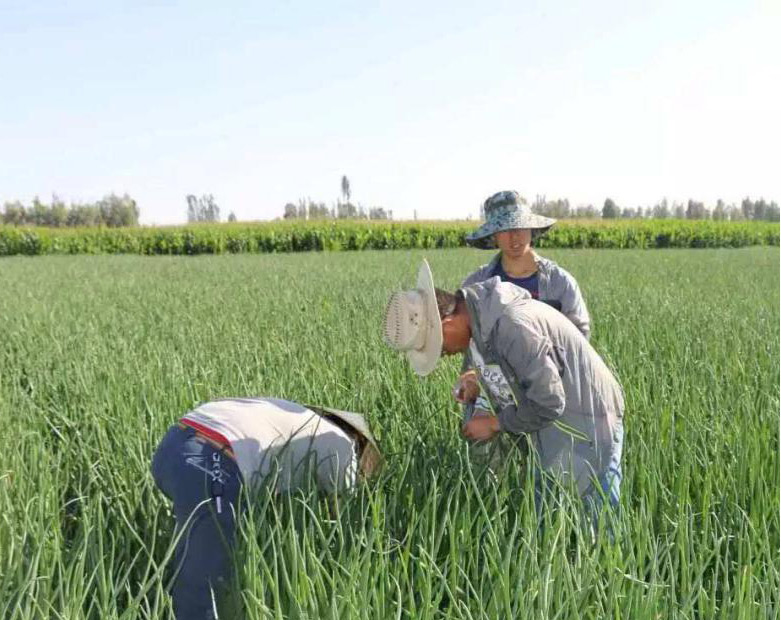 杀虫剂消泡剂应用图